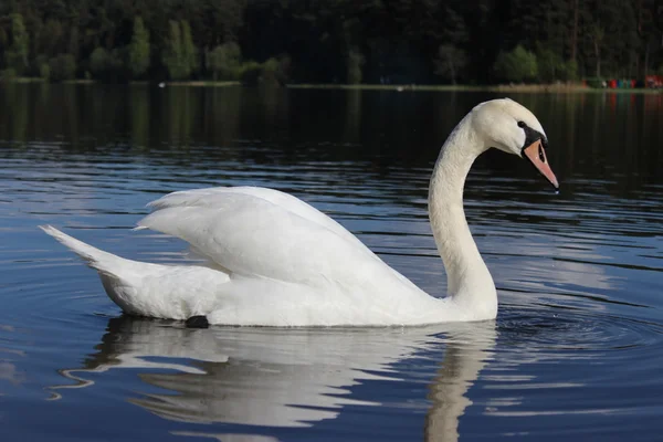 Svan på sjön — Stockfoto