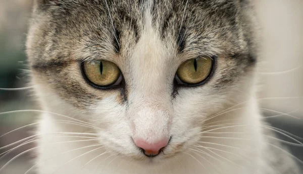 Green Eyed Cat Look — Stock Photo, Image