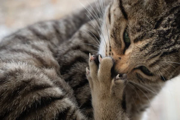Cat Sucking Paw — Stockfoto