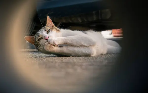 Cat Lying Floor Clapsing — Stock Photo, Image