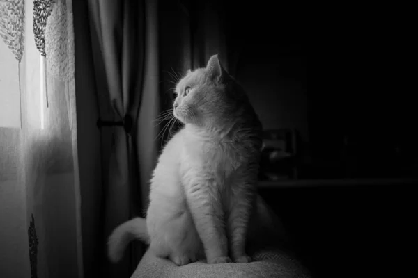 Retrato Blanco Negro Gato Color Blanco Mirando Por Ventana — Foto de Stock