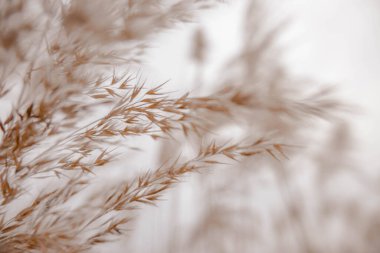 Pampas açık havada açık renkli otlar. Kuru sazlıklar boho stili. Yüksek kalite fotoğraf