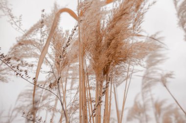 Pampas açık havada açık renkli otlar. Kuru sazlıklar boho stili. Yüksek kalite fotoğraf