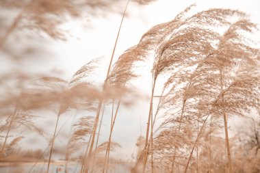 Pampas açık havada açık renkli otlar. Kuru sazlıklar boho stili. Yüksek kalite fotoğraf