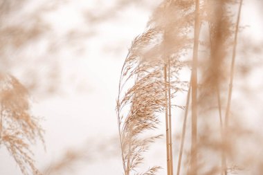 Pampas açık havada açık renkli otlar. Kuru sazlıklar boho stili. Yüksek kalite fotoğraf