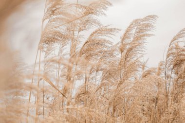 Pampas açık havada açık renkli otlar. Kuru sazlıklar boho stili. Yüksek kalite fotoğraf
