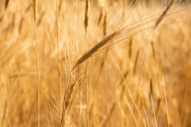 Pampas açık havada açık renkli otlar. Boho tarzında güneşli buğday duvar kağıdı. Güneşli bir sabahta altın sarısı kulaklar. Hafif doğa afişi. Boho düğün davetiyesi fotoğrafı. Yoga dersleri doğal ruh hali. Yüksek kalite fotoğraf