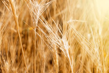Pampas açık havada açık renkli otlar. Boho tarzında güneşli buğday duvar kağıdı. Güneşli bir sabahta altın sarısı kulaklar. Hafif doğa afişi. Boho düğün davetiyesi fotoğrafı. Yoga dersleri doğal ruh hali. Yüksek kalite fotoğraf