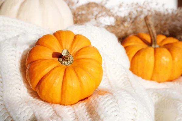 Jasně Oranžová Dýňová Kompozice Bílé Pletené Přikrývce Pozdrav Díkůvzdání Podzimní — Stock fotografie