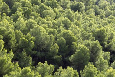 Dağların tepesindeki ağaçlar