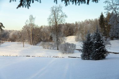 Kış parkında akşam. Pavlovsk, St. Petersburg civarında. Rusya