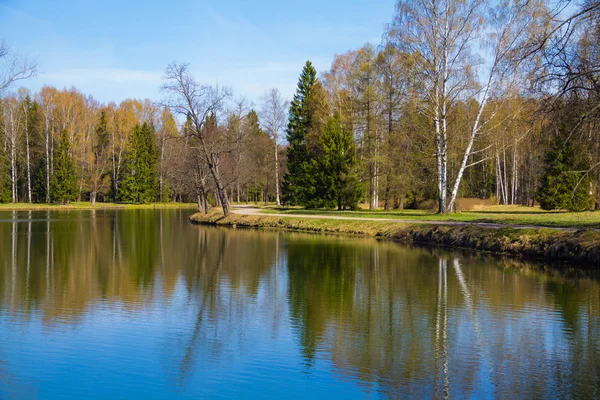 Woods by the lake Stock Picture