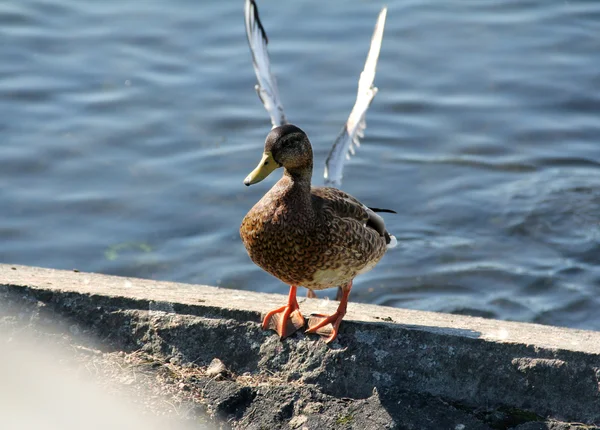 Pato com asas de gaivota, foto aleatória — Fotografia de Stock