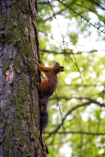 Esquilo vermelho em uma árvore — Fotografia de Stock