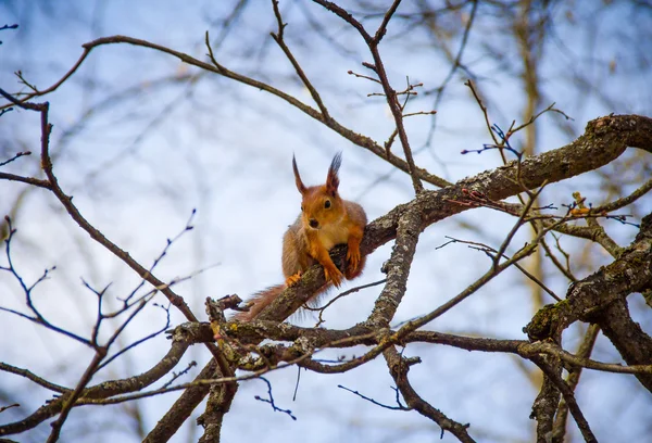 Esquilo vermelho sentado em um ramo — Fotografia de Stock