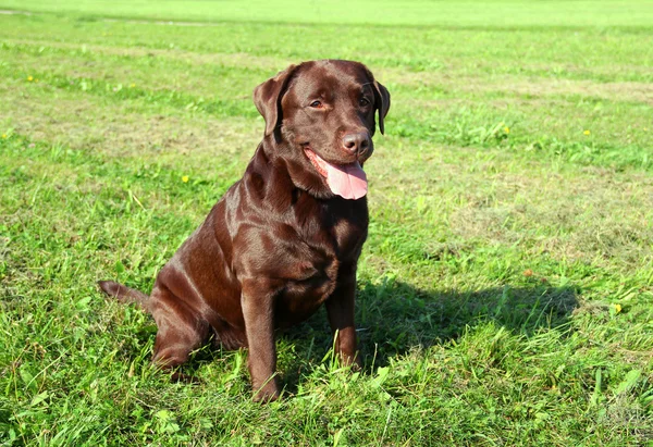 Labrador retriever marrón Fotos De Stock Sin Royalties Gratis