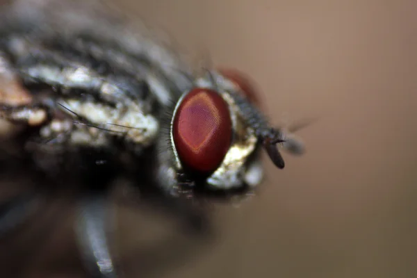 Μακροεντολή μύγα — Φωτογραφία Αρχείου