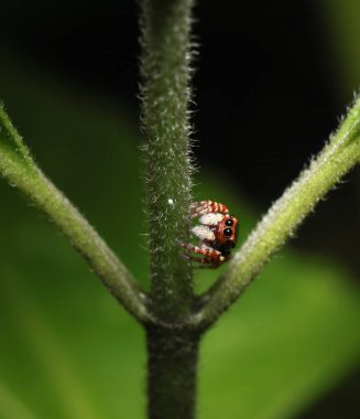 Close-up of a Jumping Spider Sitting on a Green Leaf.