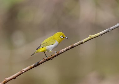 Hindistanlı beyaz göz (