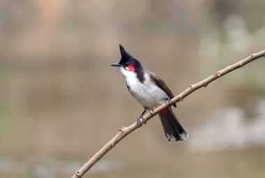 Kırmızı bıyıklı bülbül (Pycnonotus jocosus) ya da ibikli bulbul, Asya 'da yetişen bir kuş türüdür. Bulbul ailesinin bir üyesidir..