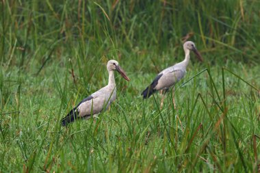 Asya açılış gagası veya Asya açılış gagası leyleği, leylek familyasından büyük bir kuş türü. Bu fotoğraf Bangladeş 'ten çekildi..
