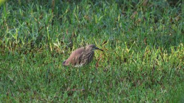 Hintli balıkçıl ya da ormanda uçan kuş. Bu 4K videosu Chittagong, Bangladeş 'ten Tahken' den..