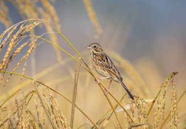Kestane rengi Buntingin yakın plan fotoğrafı. Kestane kulaklı kiraz kuşu, ayrıca gri başlı kiraz kuşu ya da gri kapüşonlu kiraz kuşu olarak da bilinir.