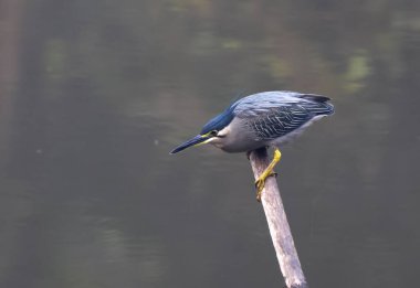 Çizgili balıkçıl kısa bacaklı, küçük, çömelmiş bir su kuşu, siyah bir taç ve küçük, sarkık bir ibikli..
