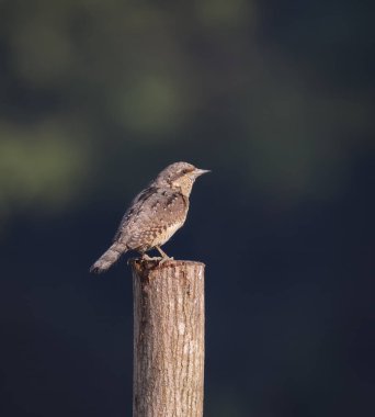Avrasyalı bir boğaz ya da kuzey boğaz, ağaçkakan familyasından bir türdür..