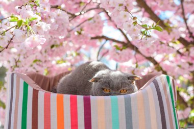 Kedi sakura çiçeklerinin yanında dinleniyor.