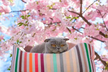 Kedi sakura çiçeklerinin yanında dinleniyor.