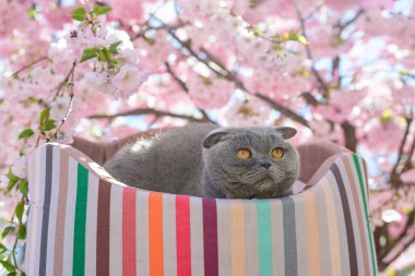 Kedi sakura çiçeklerinin yanında dinleniyor.