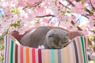 Kedi sakura çiçeklerinin yanında dinleniyor.