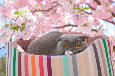 Kedi sakura çiçeklerinin yanında dinleniyor.