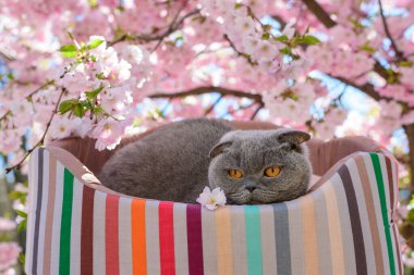 Kedi sakura çiçeklerinin yanında dinleniyor.