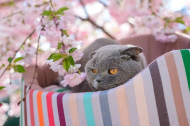 Kedi sakura çiçeklerinin yanında dinleniyor.