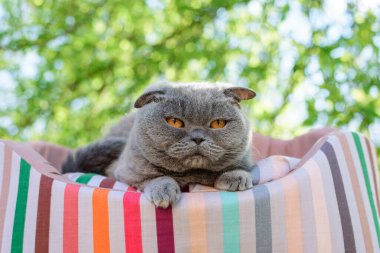 Kedi dışarıda bir ağacın altında dinleniyor.