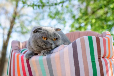 Kedi dışarıda bir ağacın altında dinleniyor.