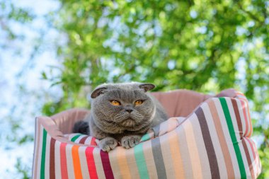 Kedi dışarıda bir ağacın altında dinleniyor.