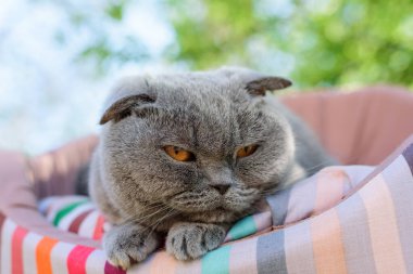 Kedi dışarıda bir ağacın altında dinleniyor.