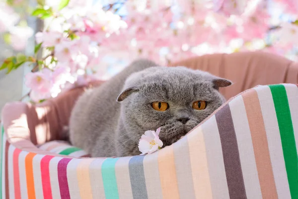 Kedi sakura çiçeklerinin yanında dinleniyor.