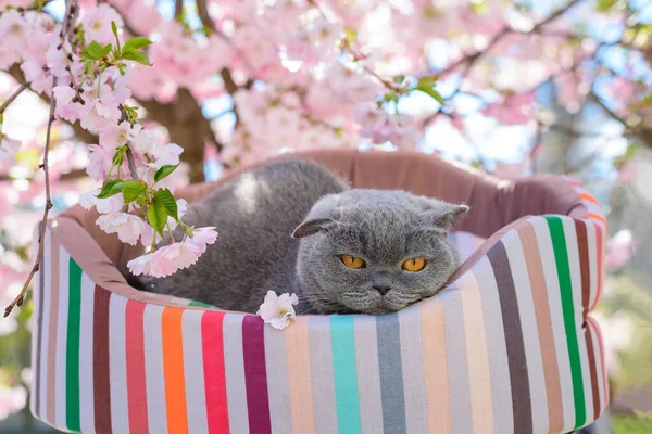 Macska Pihen Egy Nyugágyon Közel Sakura Virágok — Stock Fotó