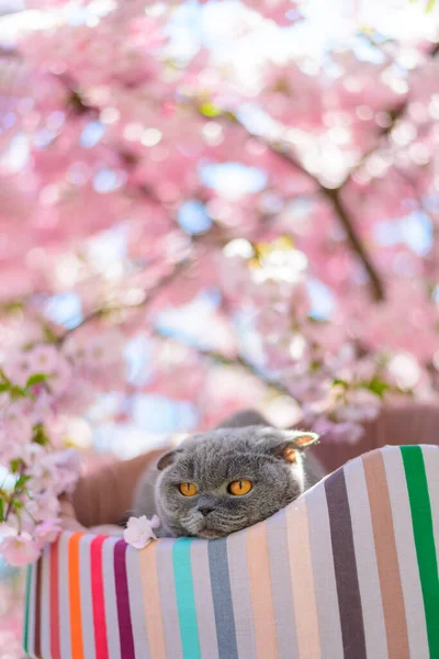 Kedi sakura çiçeklerinin yanında dinleniyor.