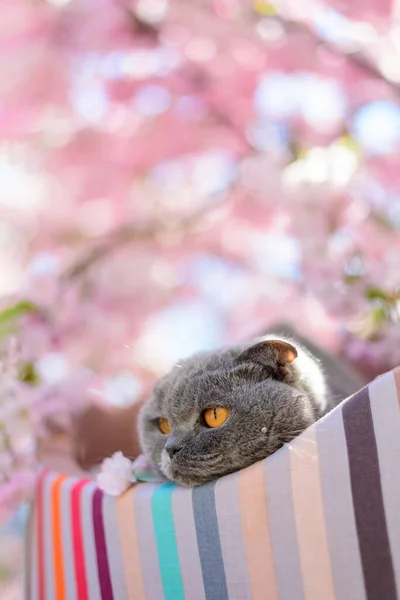 사쿠라 라운지에서 고양이 — 스톡 사진