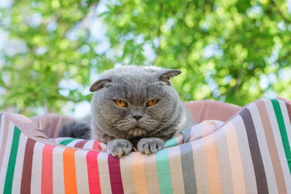 Kedi dışarıda bir ağacın altında dinleniyor.