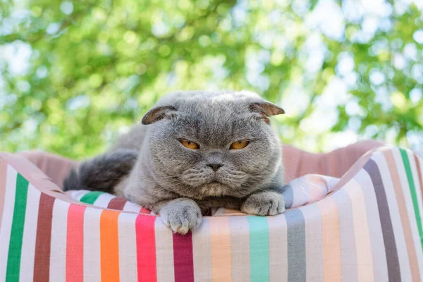 Cat Resting Lounger Tree Stock Photo