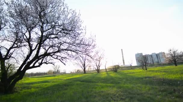 Цветущее дерево на пружинной поляне — стоковое видео