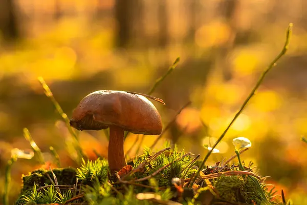 Autumn Mushroom Rays Sun — Stockfoto