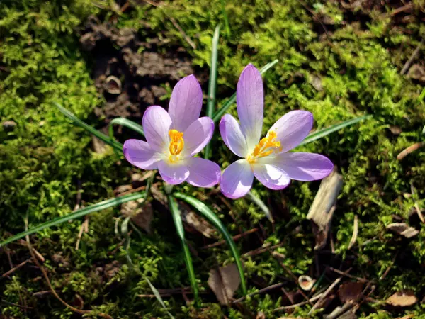 Croci — Stock Photo, Image