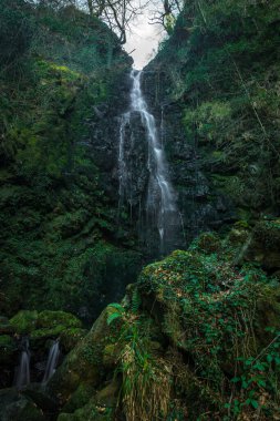 Ormanda uzun bir şelale sergisi